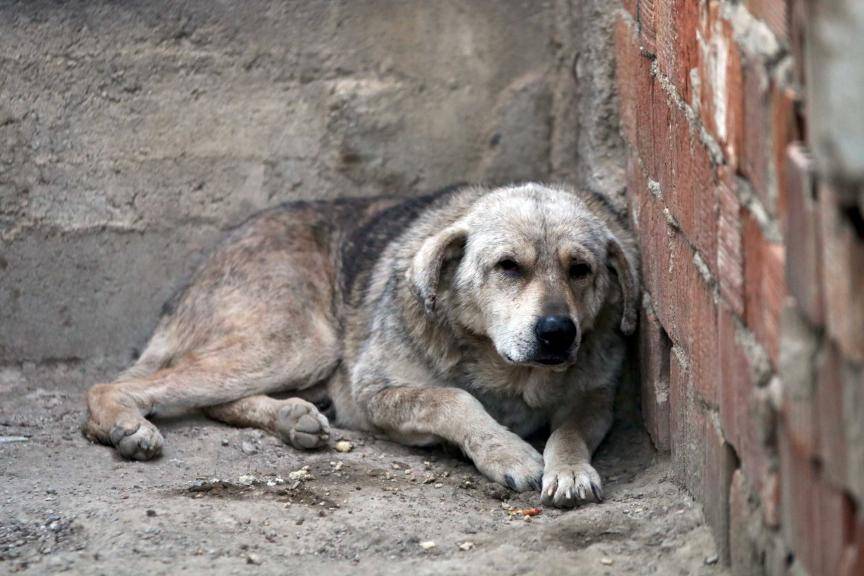 İstanbul’da sokak köpeklerine besleme yasağı: Hangi alanlarda yasak geldi, karar neden alındı? 9